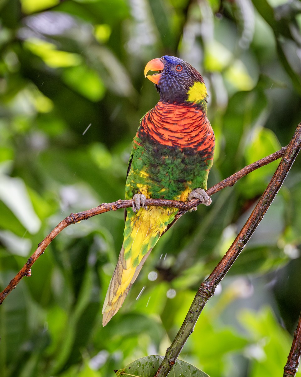 新幾內亞彩虹吸蜜鸚鵡 - ML619918028