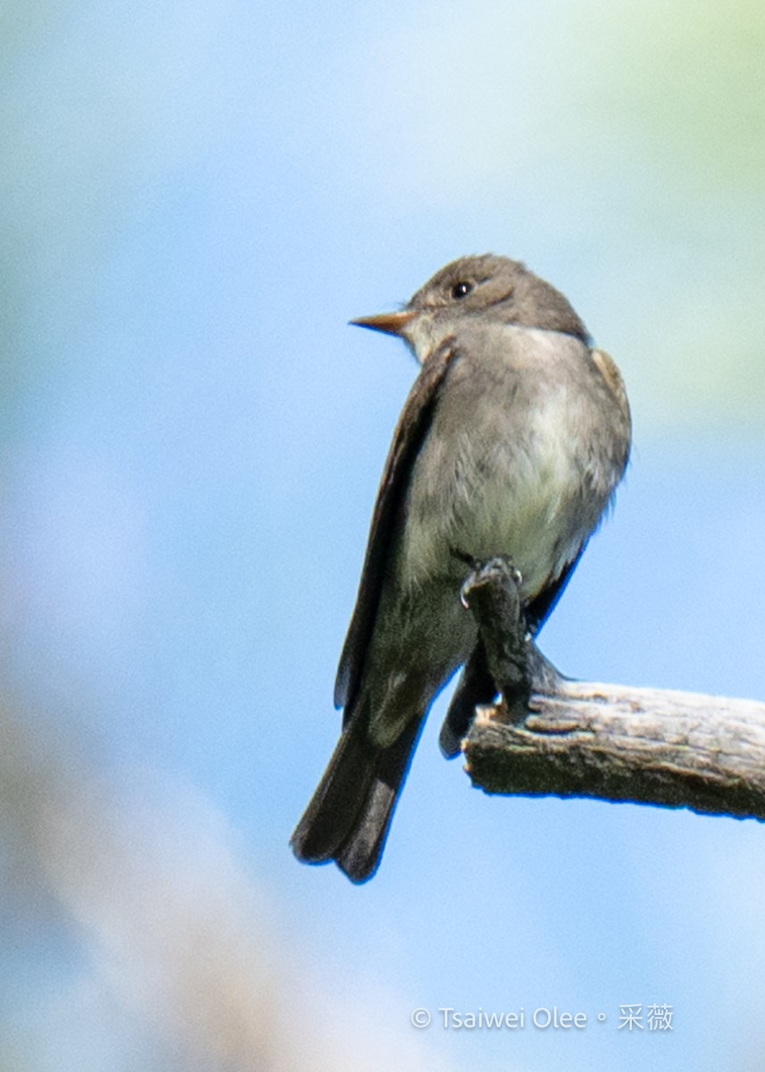 Western Wood-Pewee - ML619918030