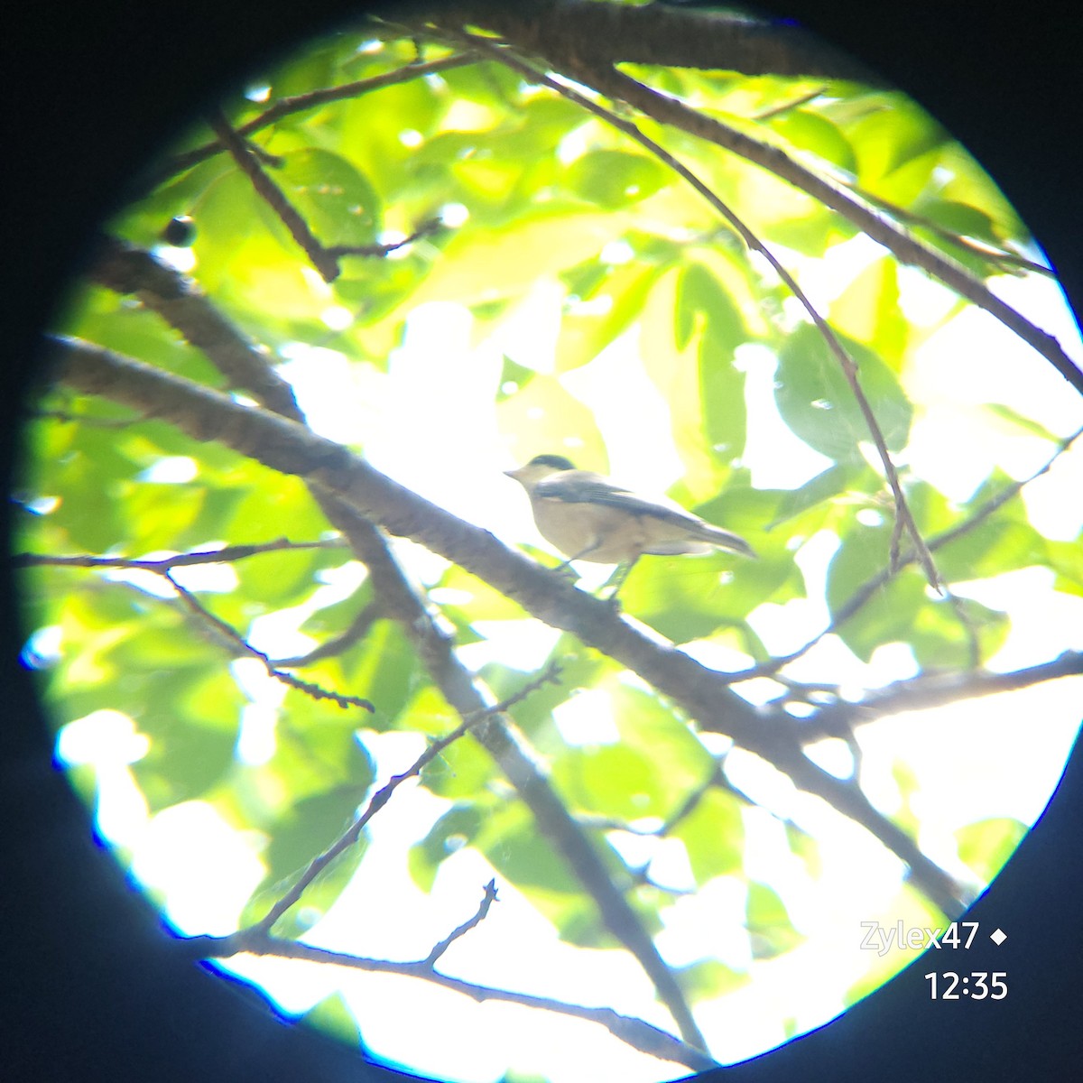 Varied Tit - ML619918035