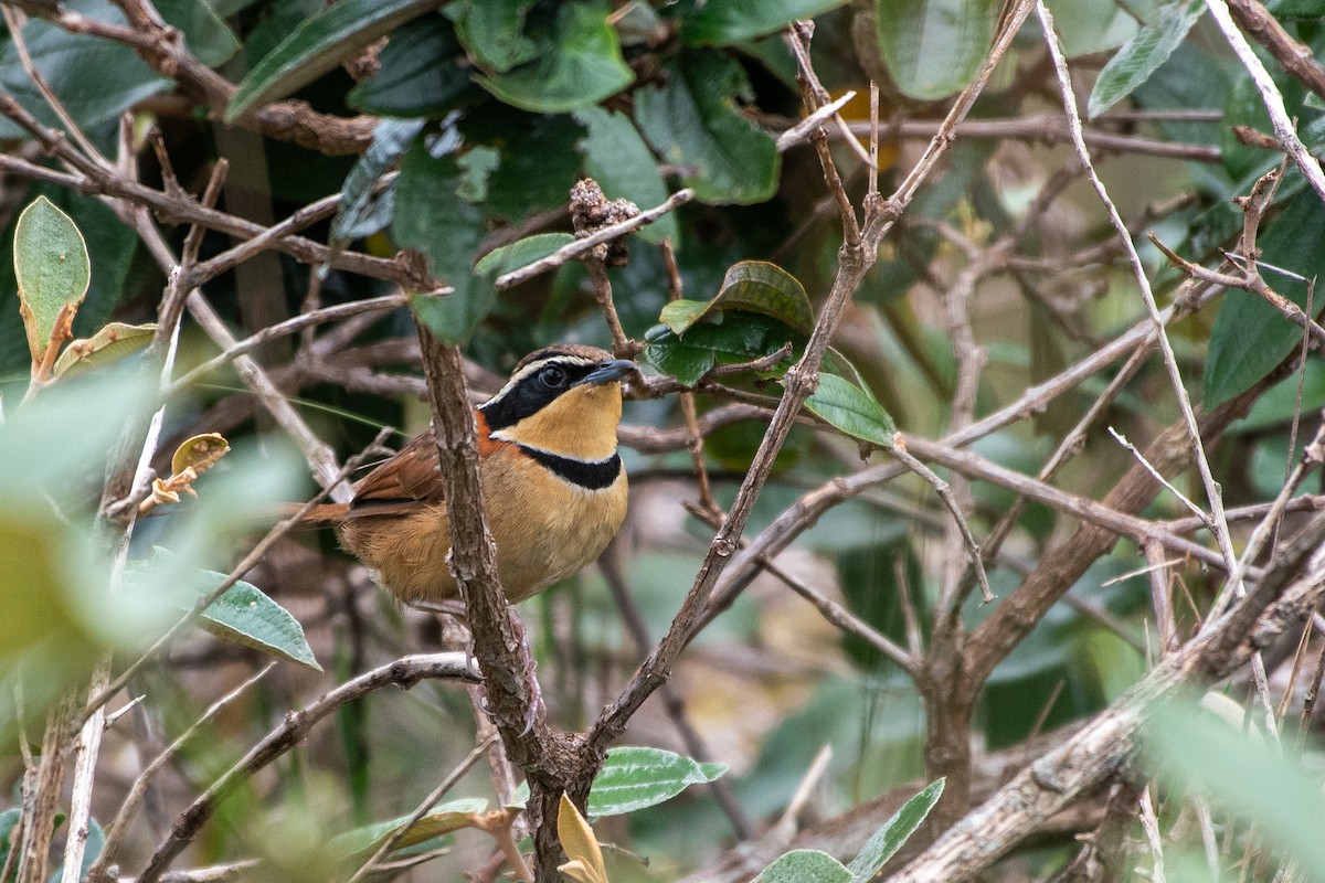 Rotnacken-Bandvogel - ML619918039