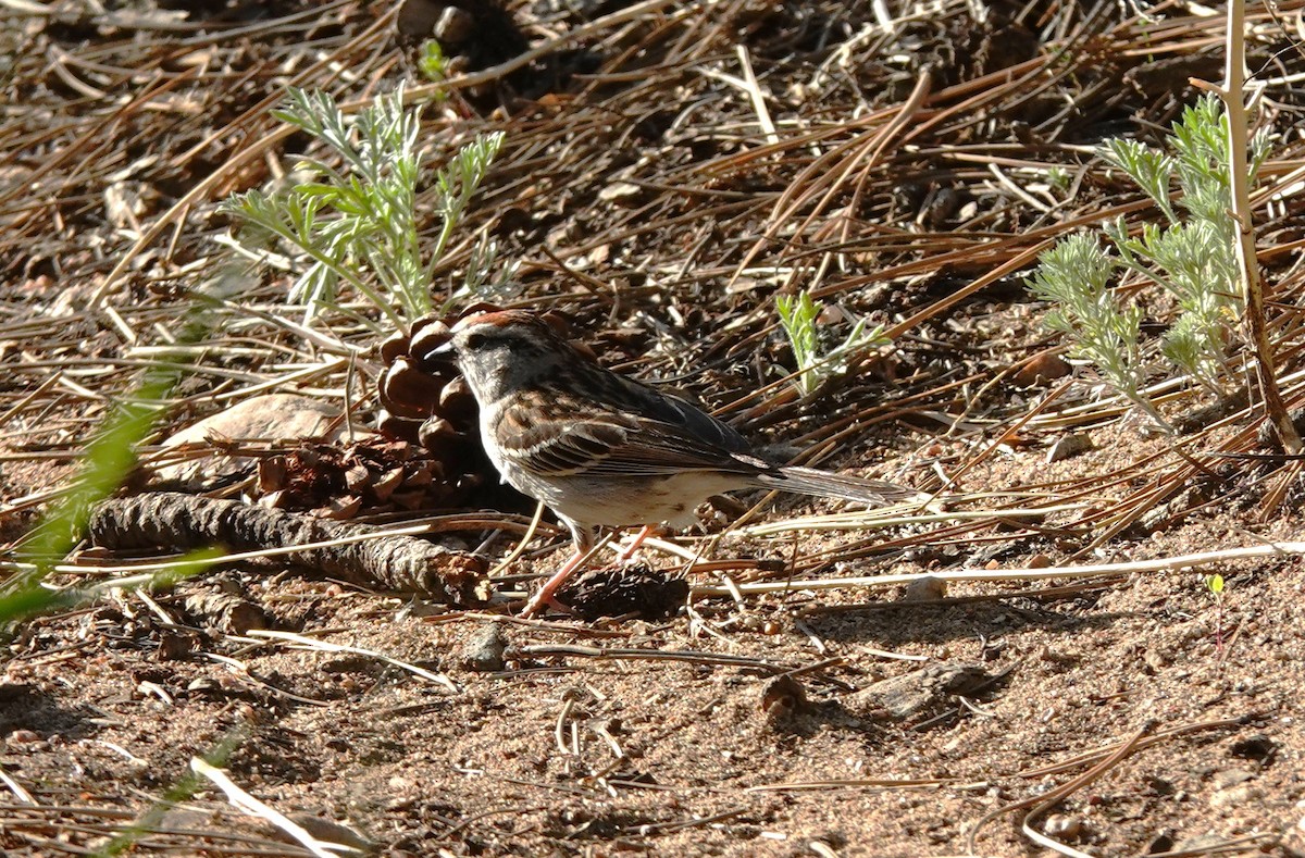 Chipping Sparrow - ML619918048