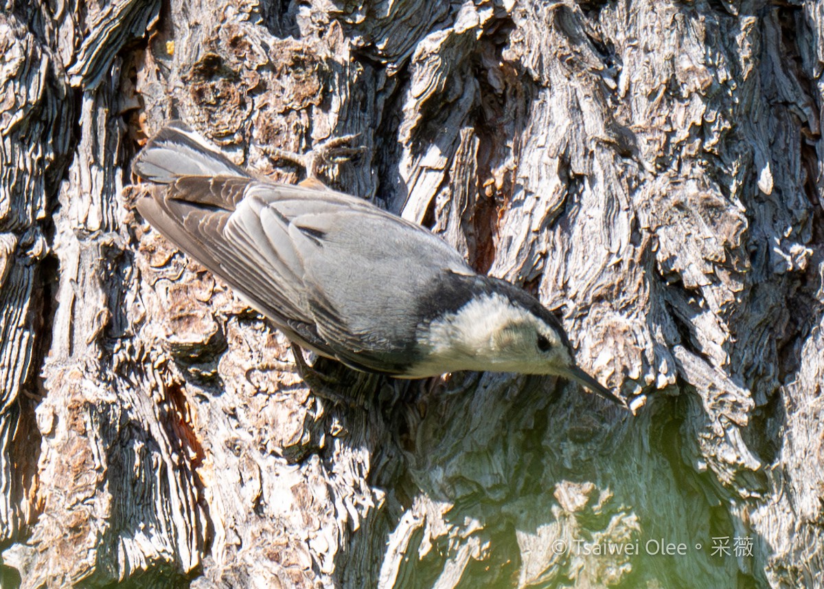 White-breasted Nuthatch - ML619918056