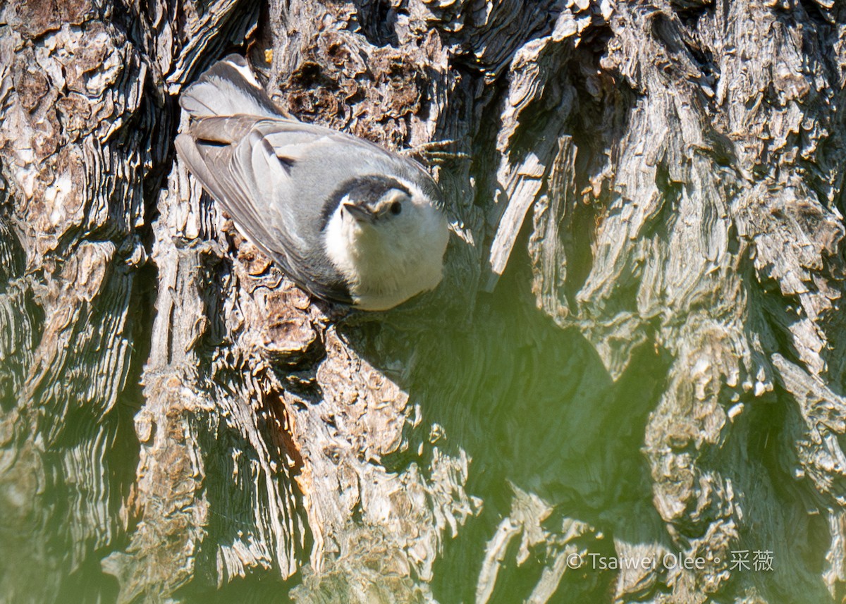 White-breasted Nuthatch - ML619918057