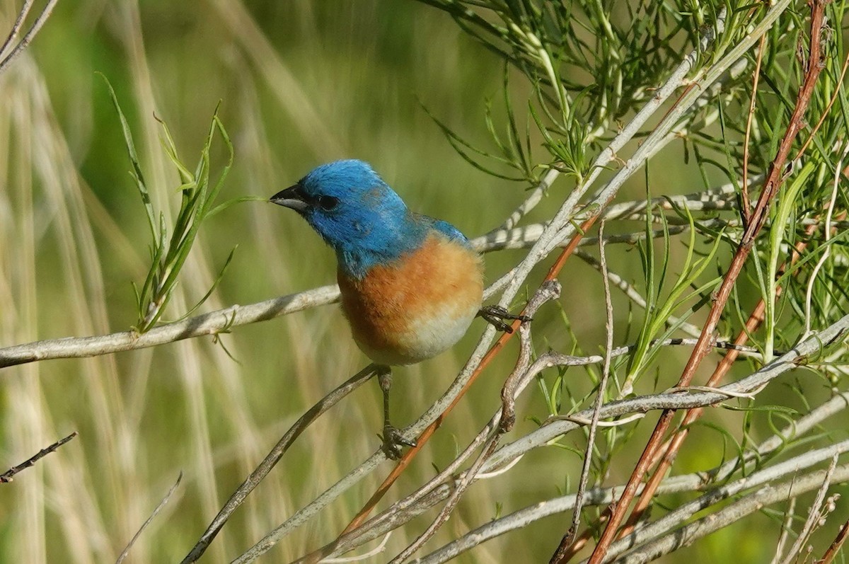 Lazuli Bunting - ML619918064