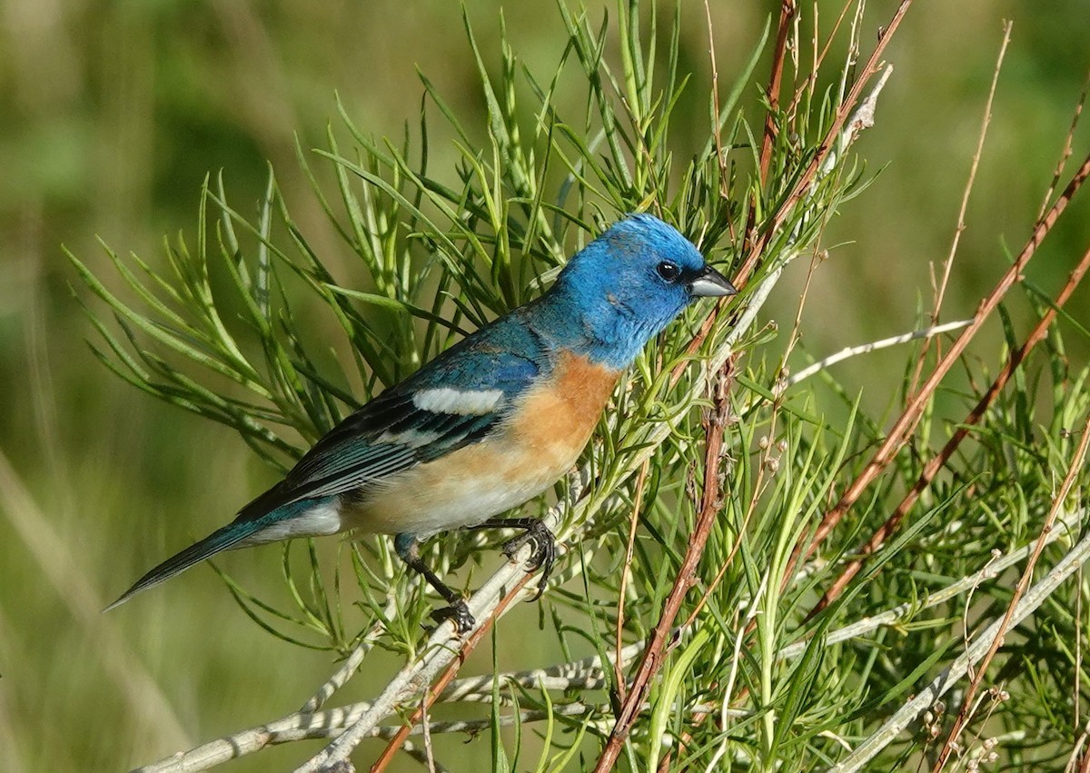 Lazuli Bunting - ML619918065