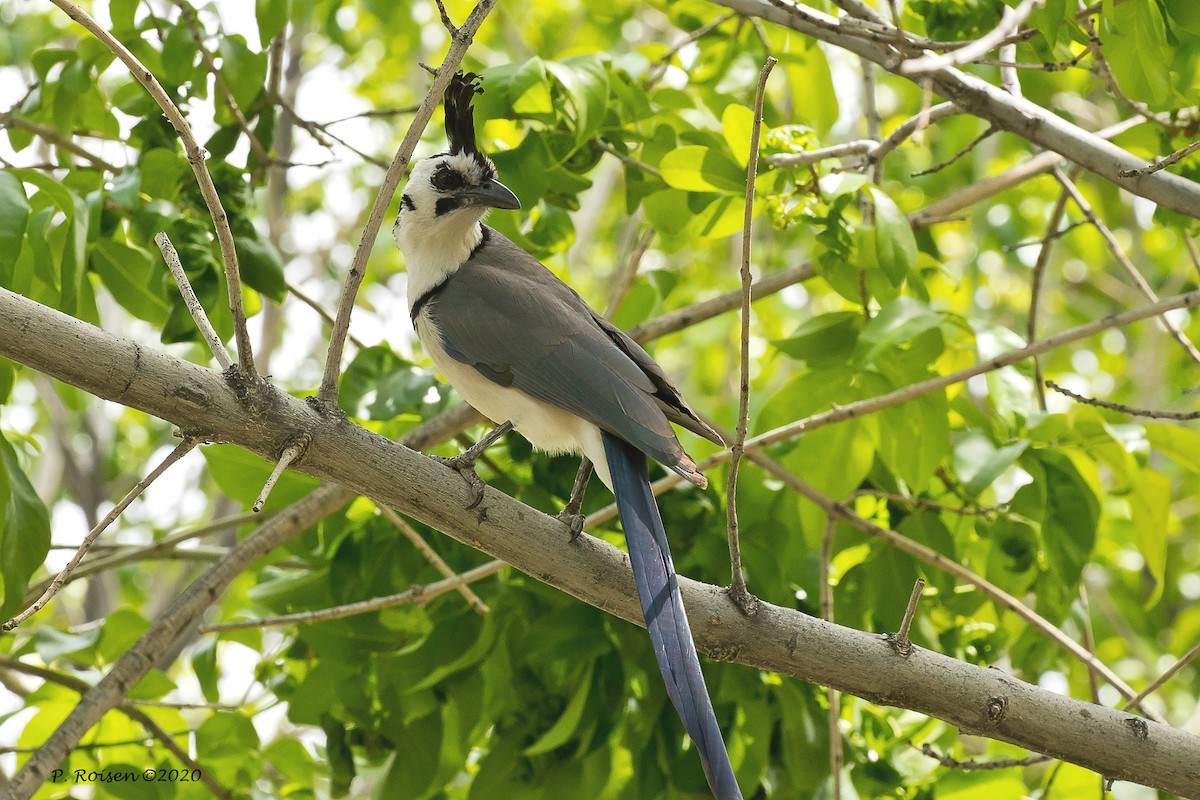 White-throated Magpie-Jay - ML619918068