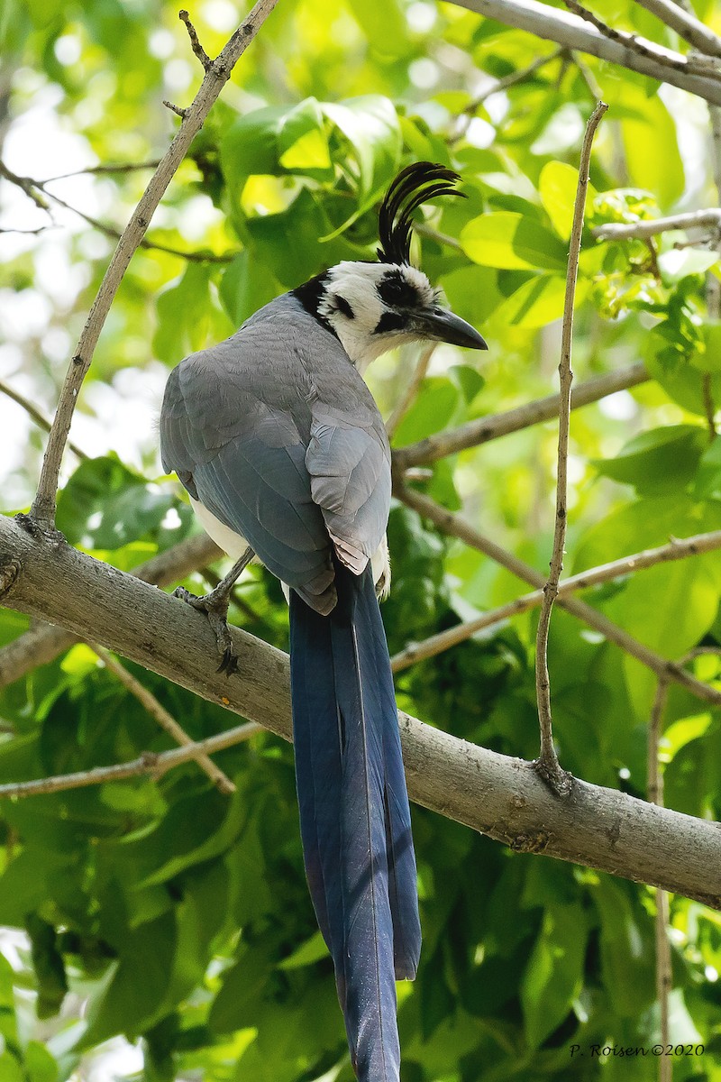White-throated Magpie-Jay - ML619918069