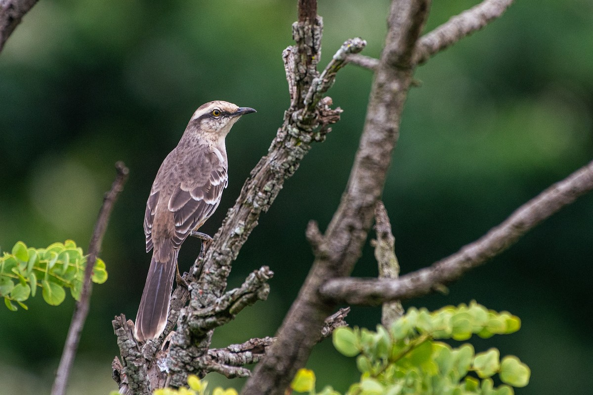 Chalk-browed Mockingbird - ML619918078