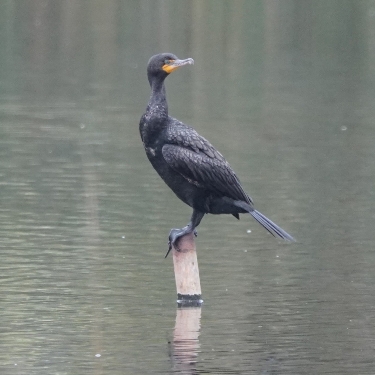 Double-crested Cormorant - ML619918086