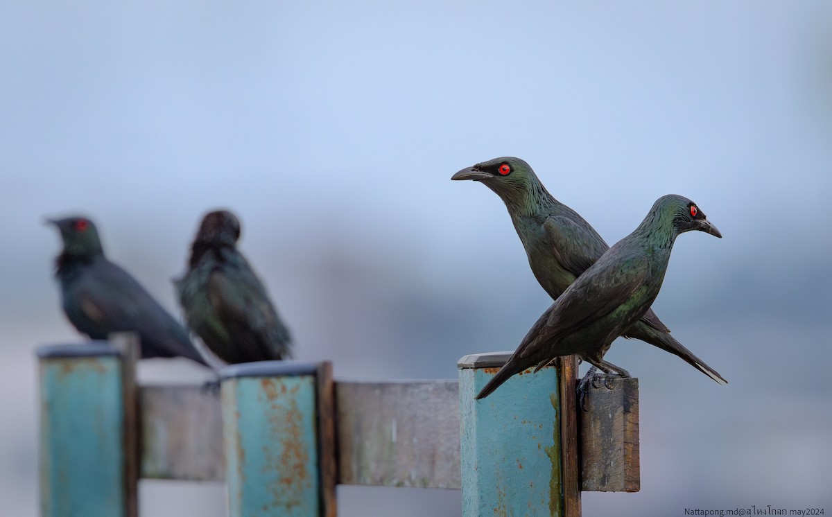 Asian Glossy Starling - ML619918089