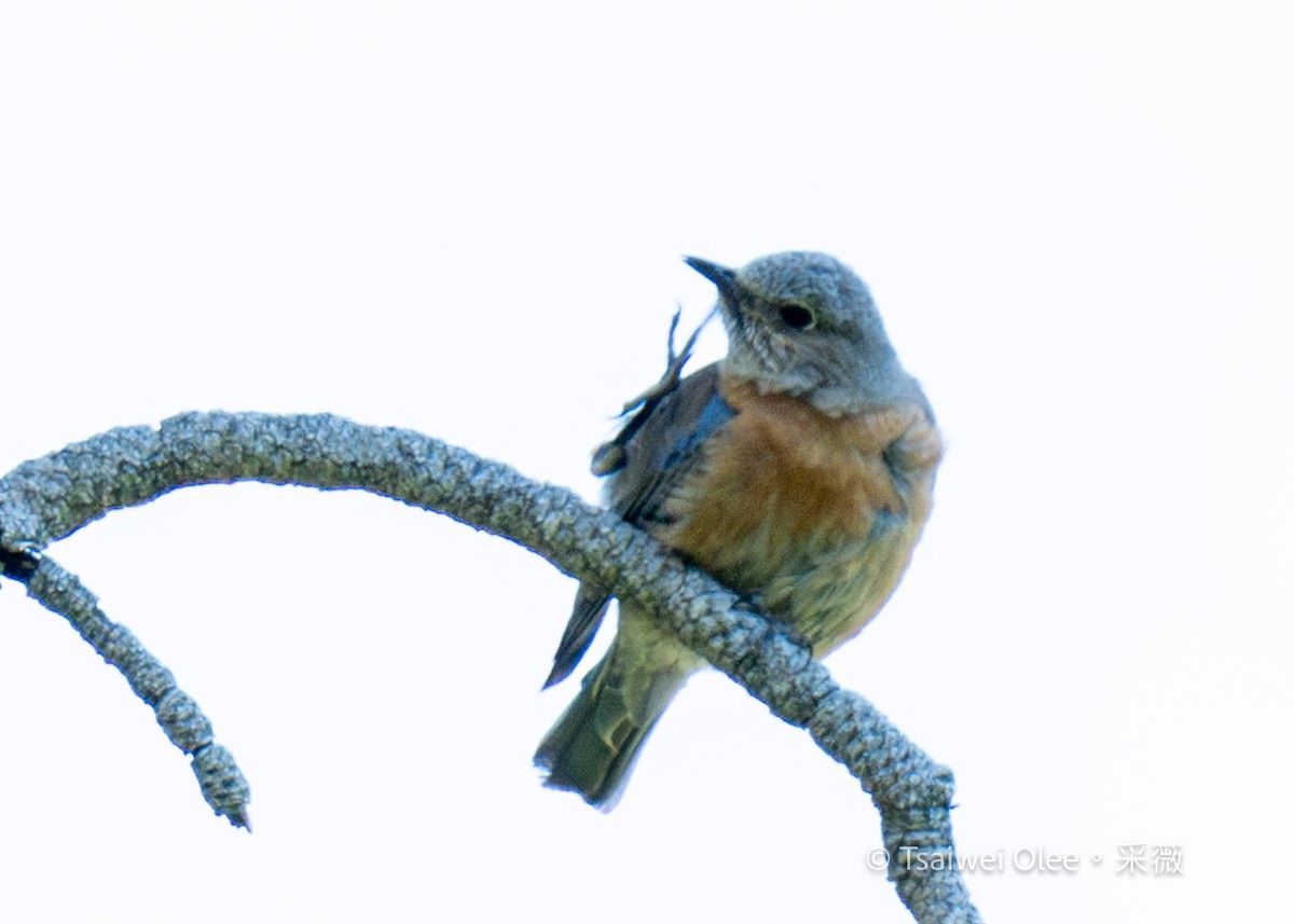 Western Bluebird - ML619918102