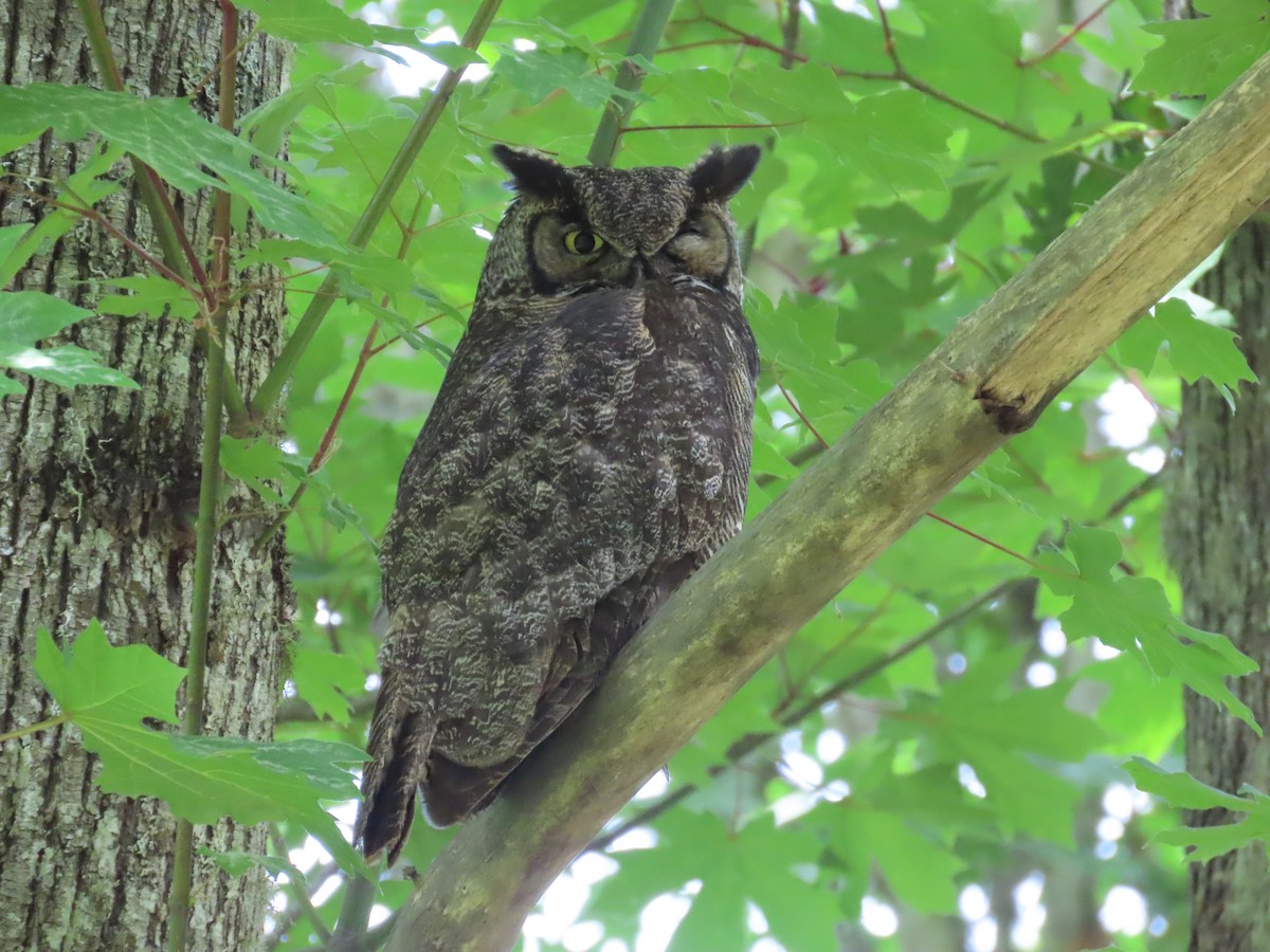 Great Horned Owl - ML619918106