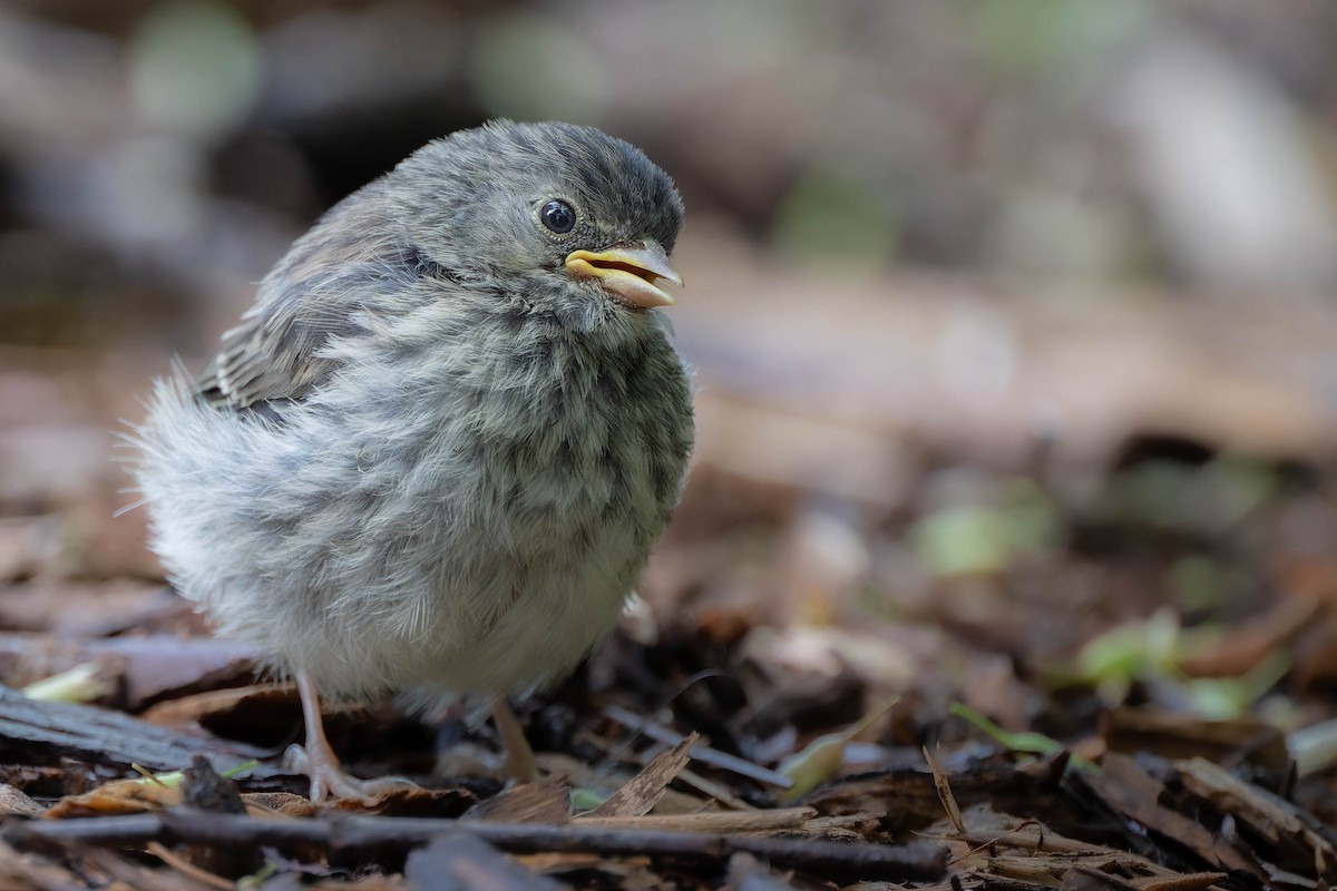 Junco ardoisé - ML619918107