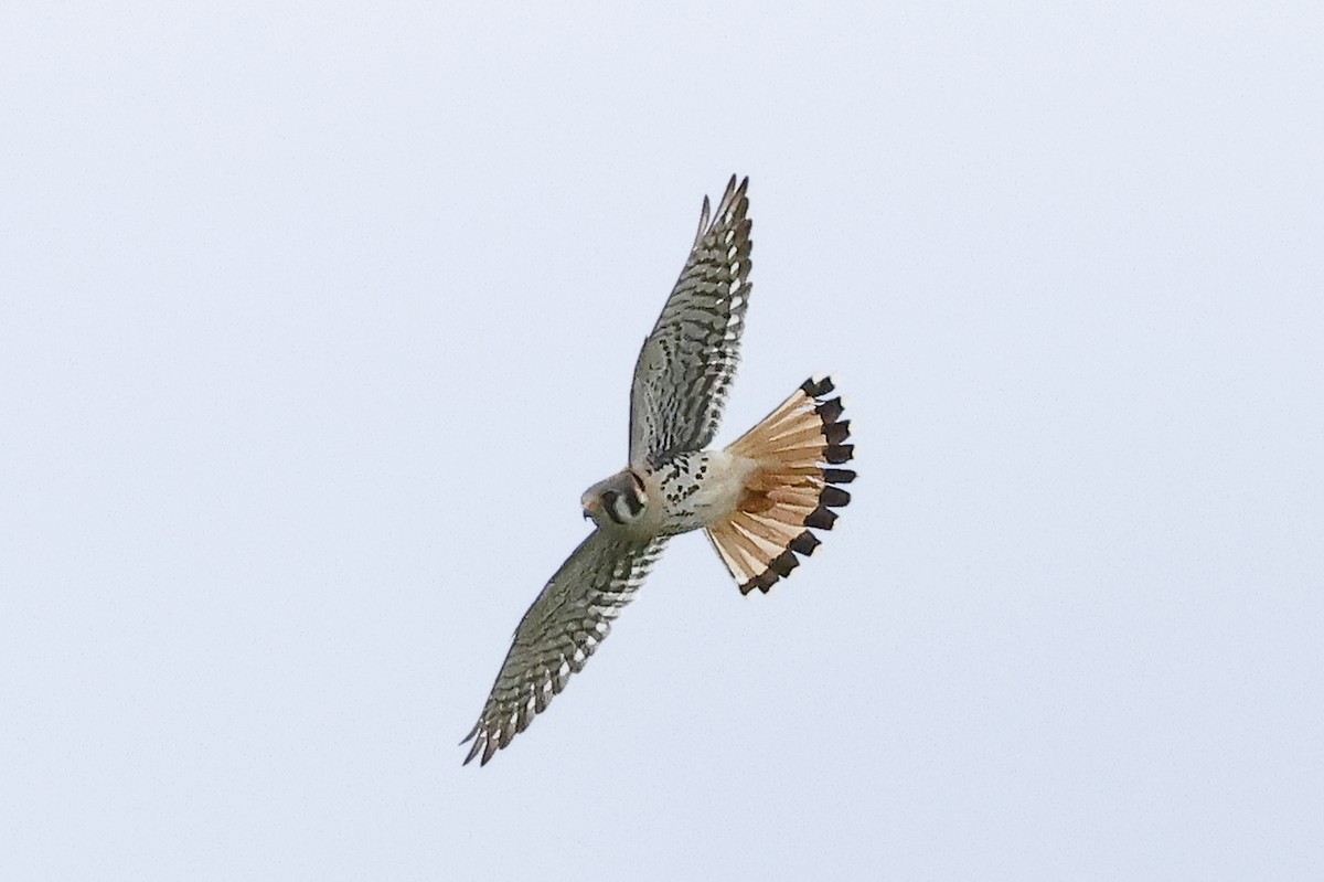 American Kestrel - ML619918110