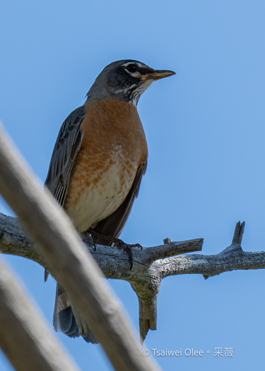 American Robin - ML619918114