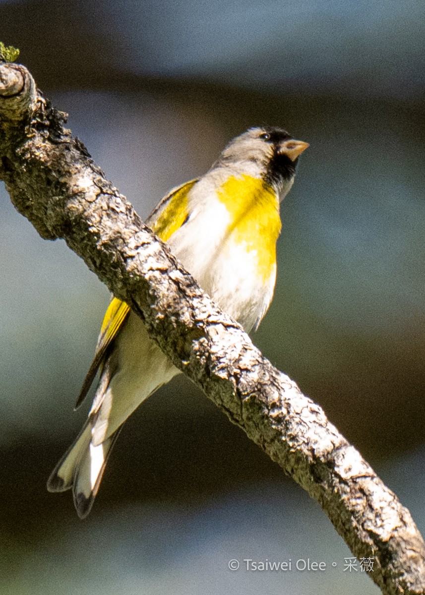 Lawrence's Goldfinch - ML619918132