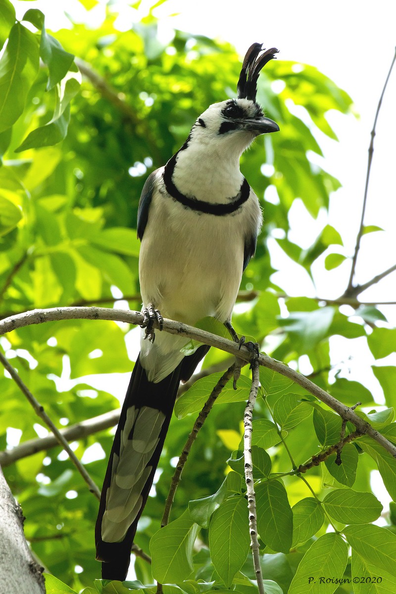 White-throated Magpie-Jay - ML619918135