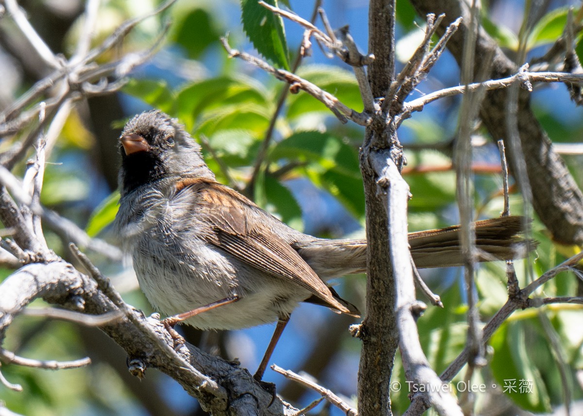 Black-chinned Sparrow - ML619918141