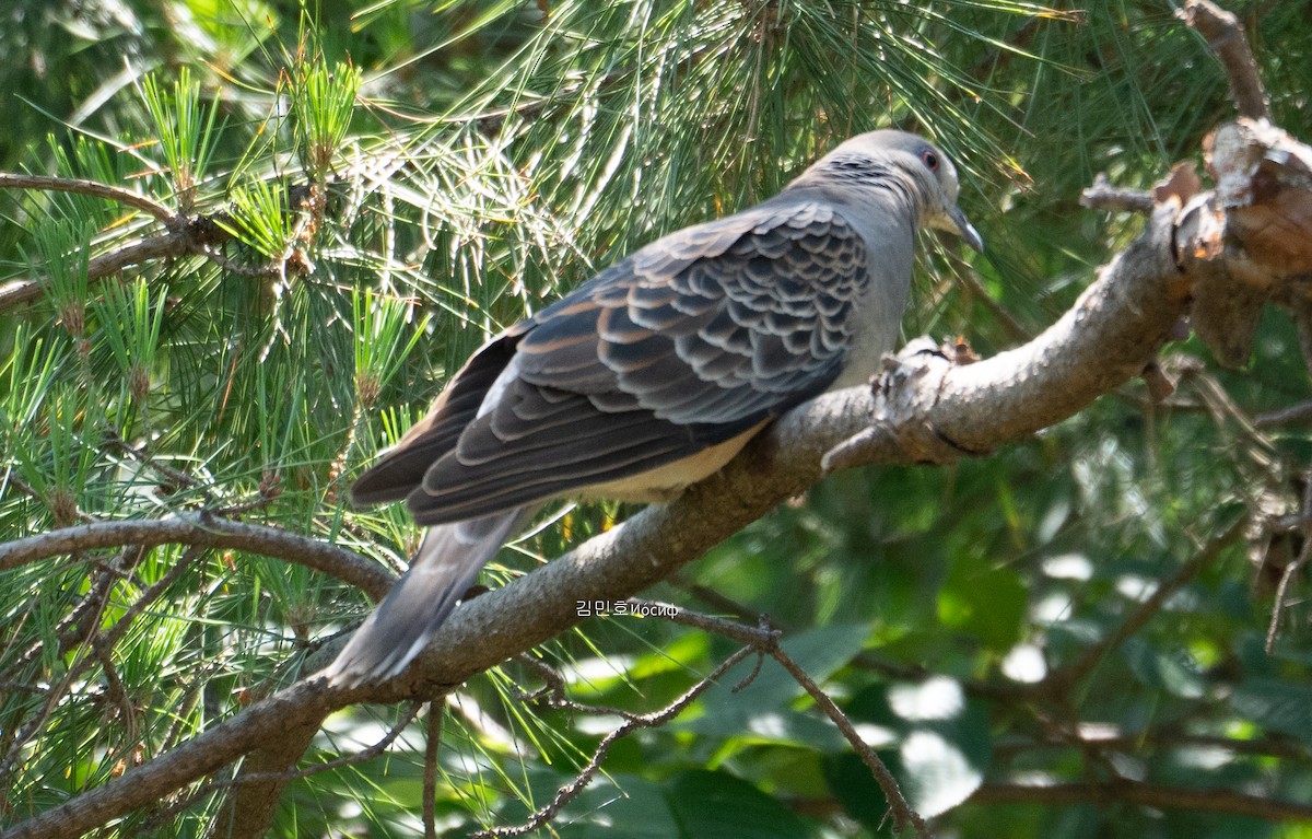 Oriental Turtle-Dove - ML619918144