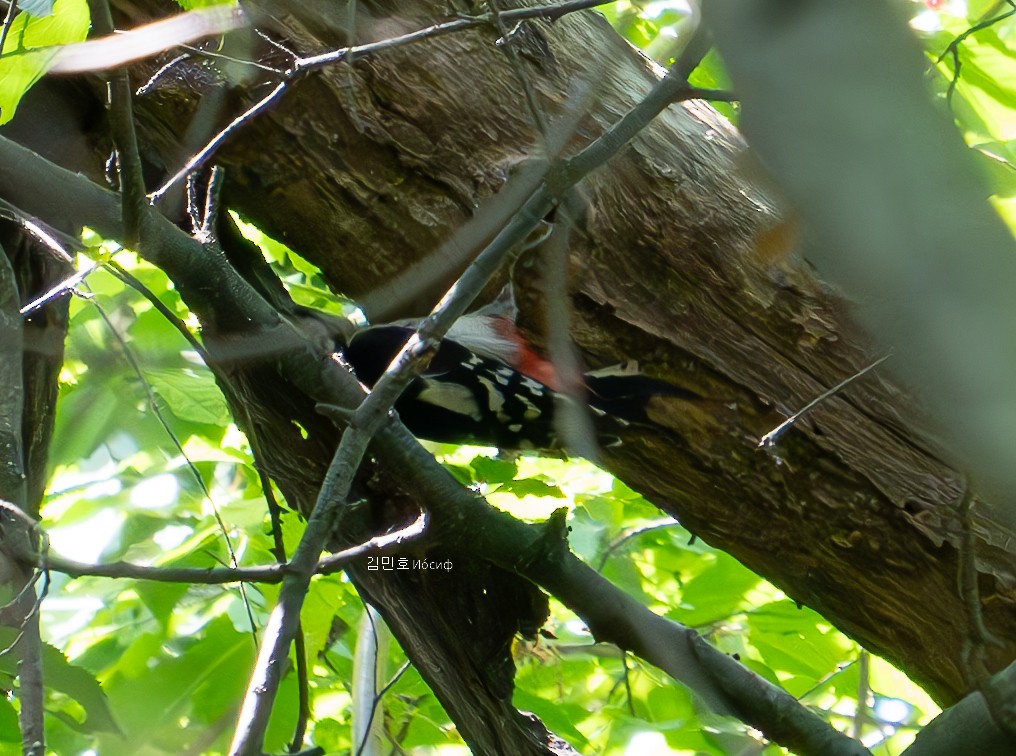 Great Spotted Woodpecker - ML619918159