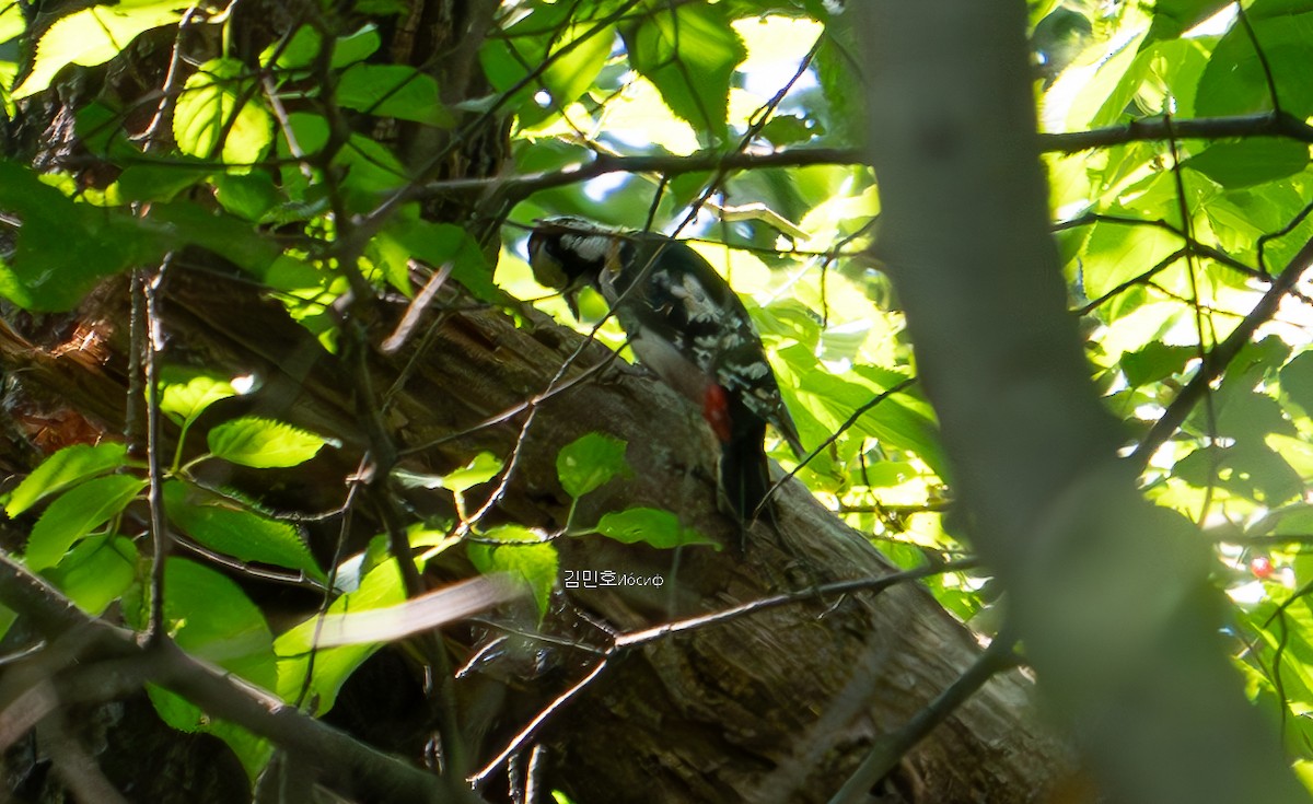 Great Spotted Woodpecker - ML619918160