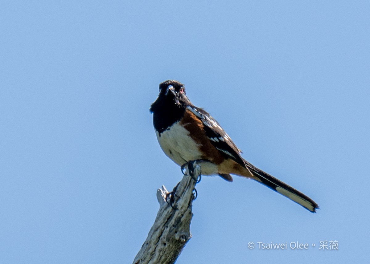 Spotted Towhee - ML619918161