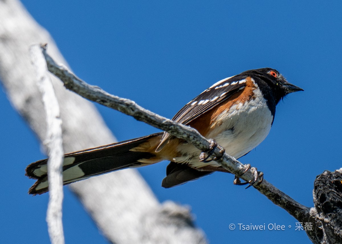 Spotted Towhee - ML619918162