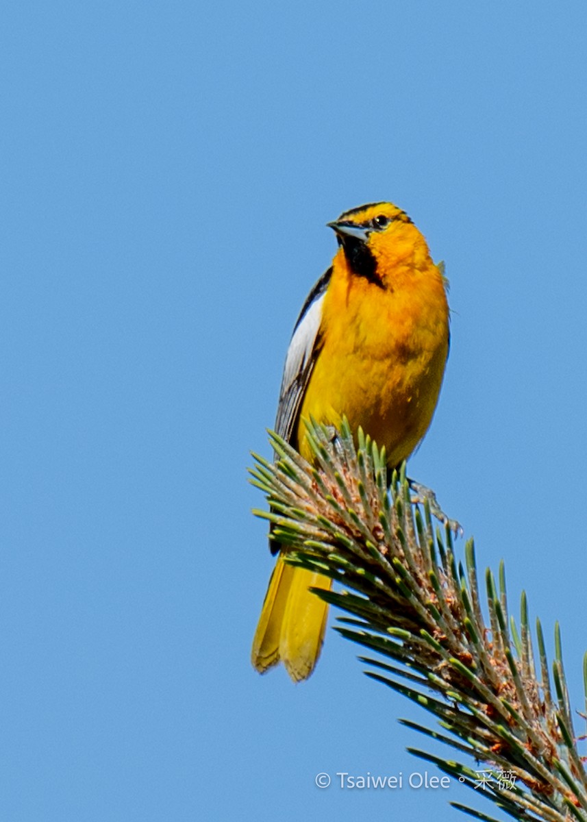 Bullock's Oriole - ML619918168