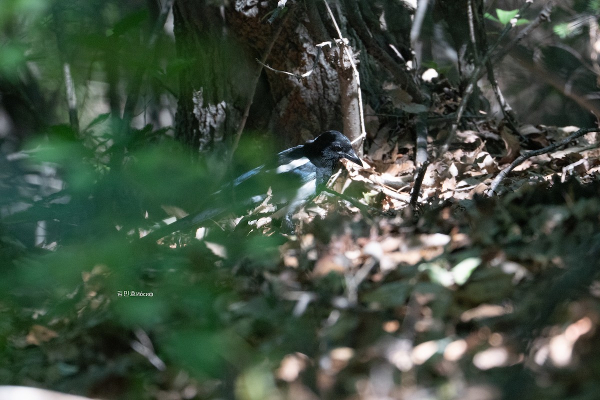 Oriental Magpie - Min-Ho Kim