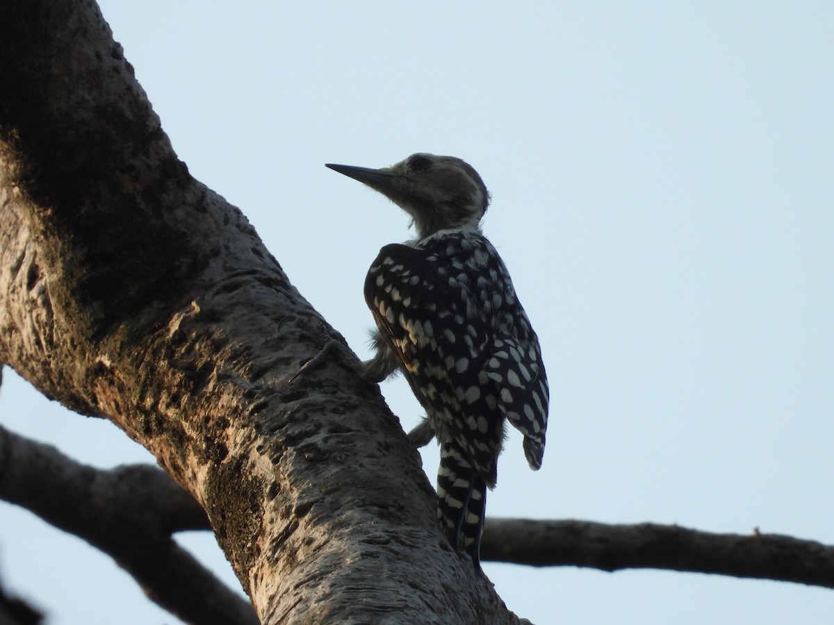 Yellow-crowned Woodpecker - ML619918187