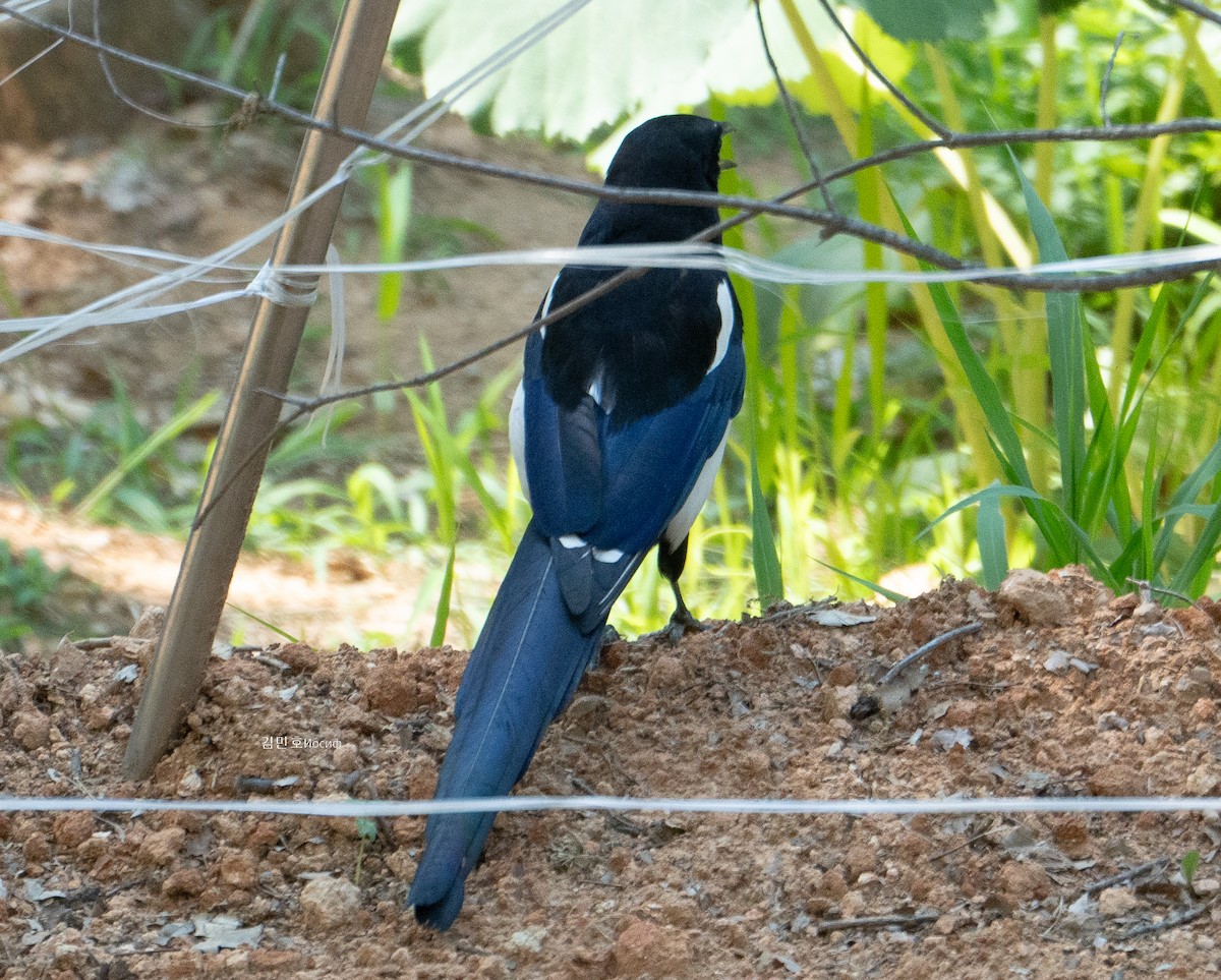 Oriental Magpie - Min-Ho Kim