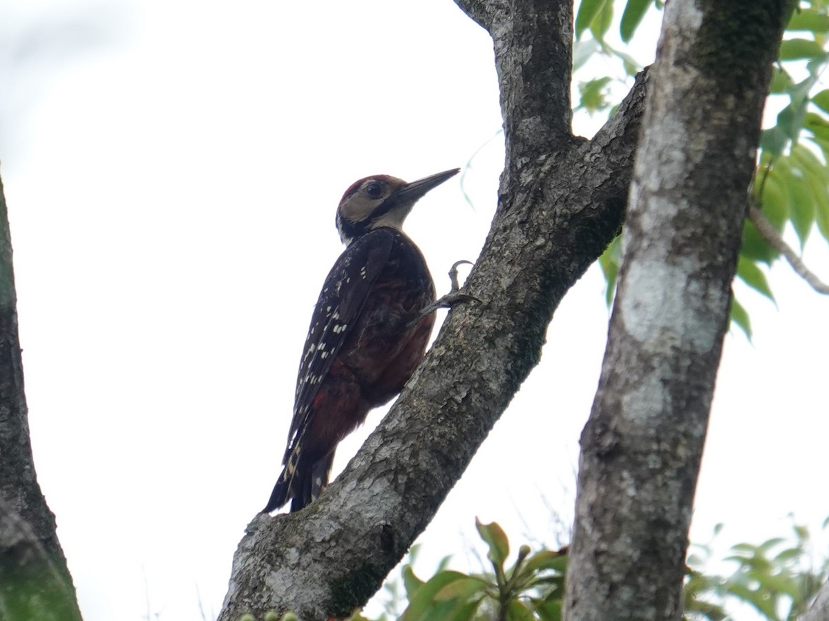 White-backed Woodpecker (Amami) - ML619918190