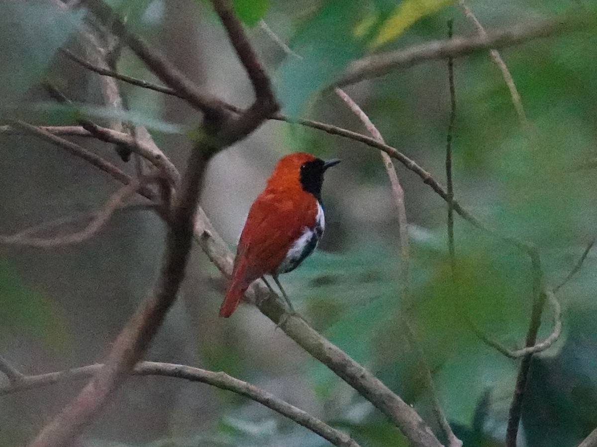 Ryukyu Robin - ML619918192