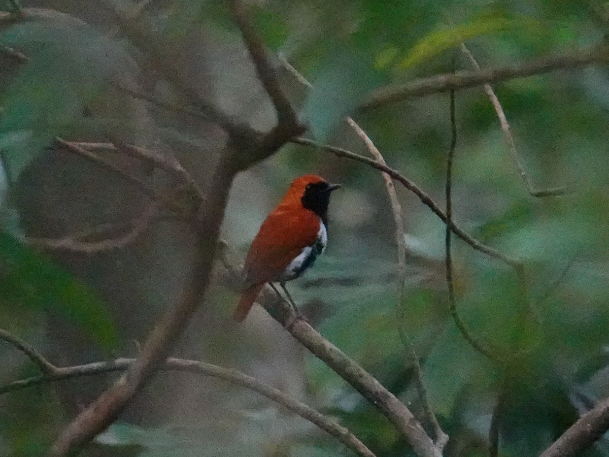 Ryukyu Robin - Steve Kornfeld