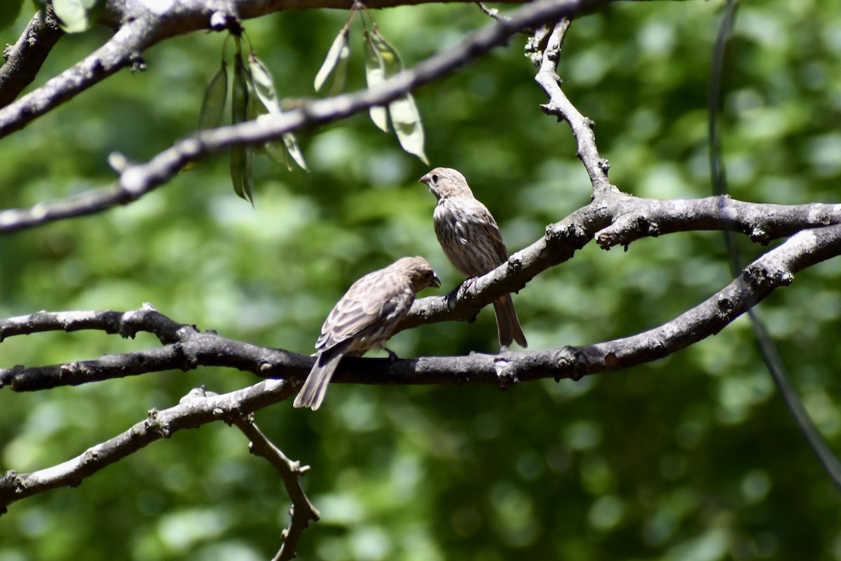 House Finch - ML619918200