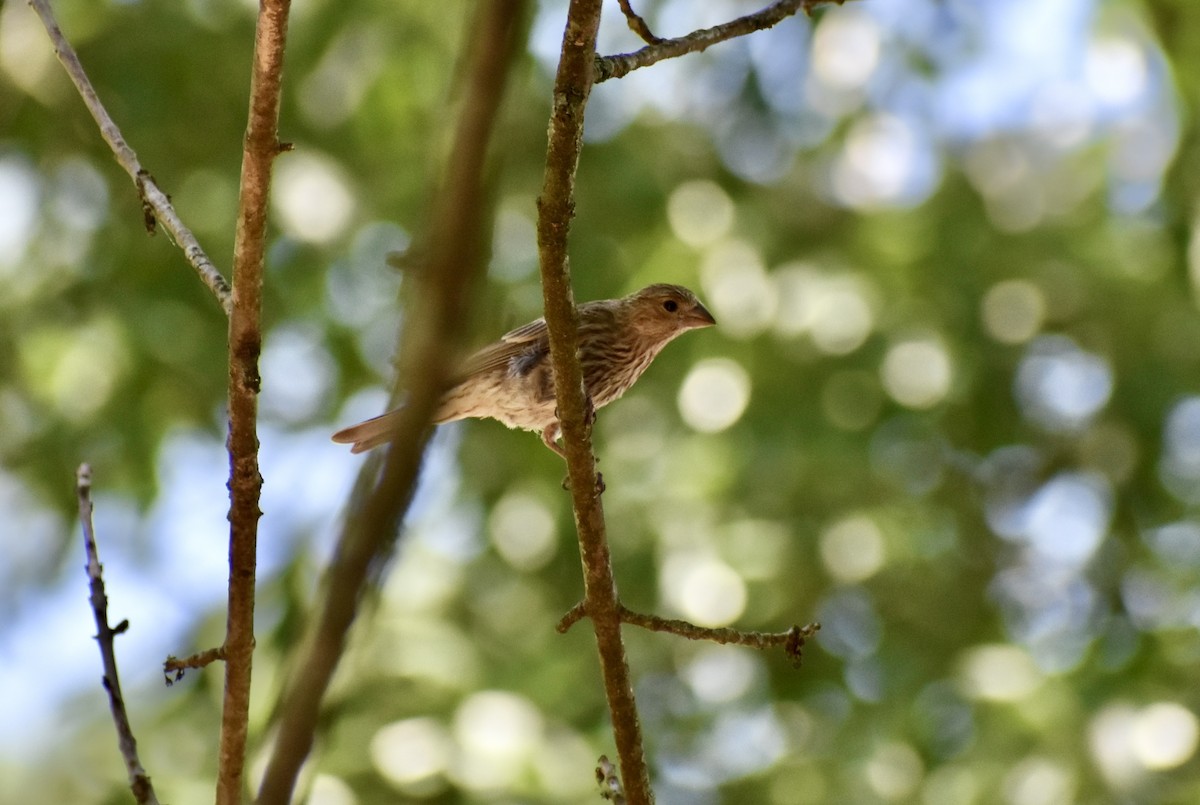 House Finch - ML619918201