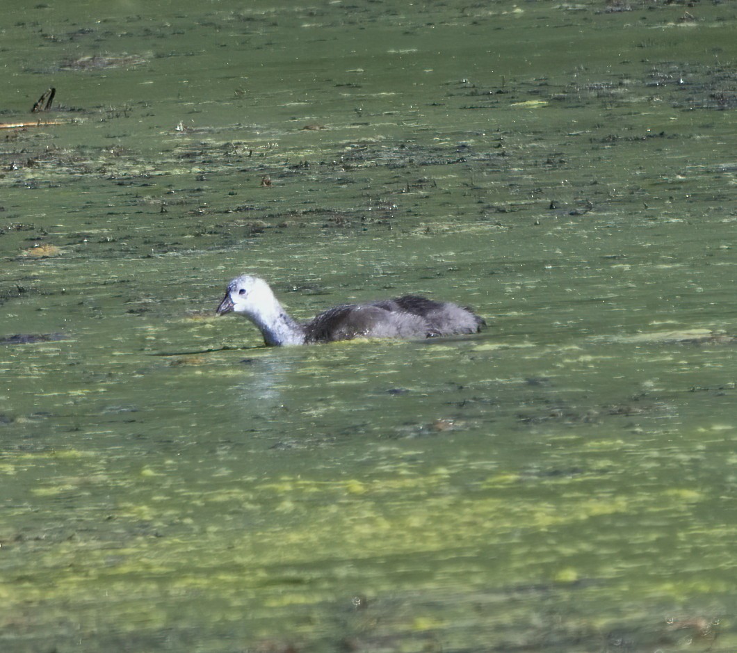 American Coot - ML619918206