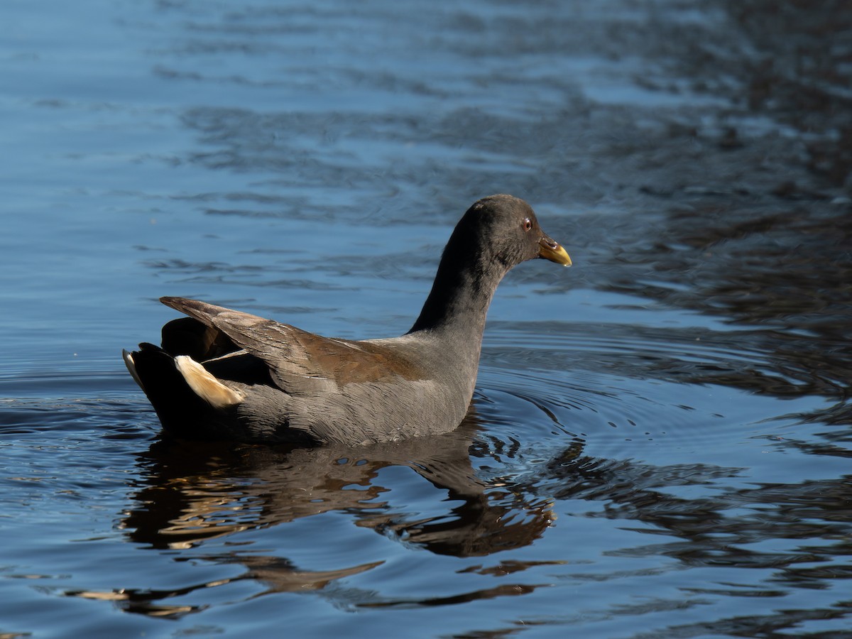 Dusky Moorhen - ML619918216