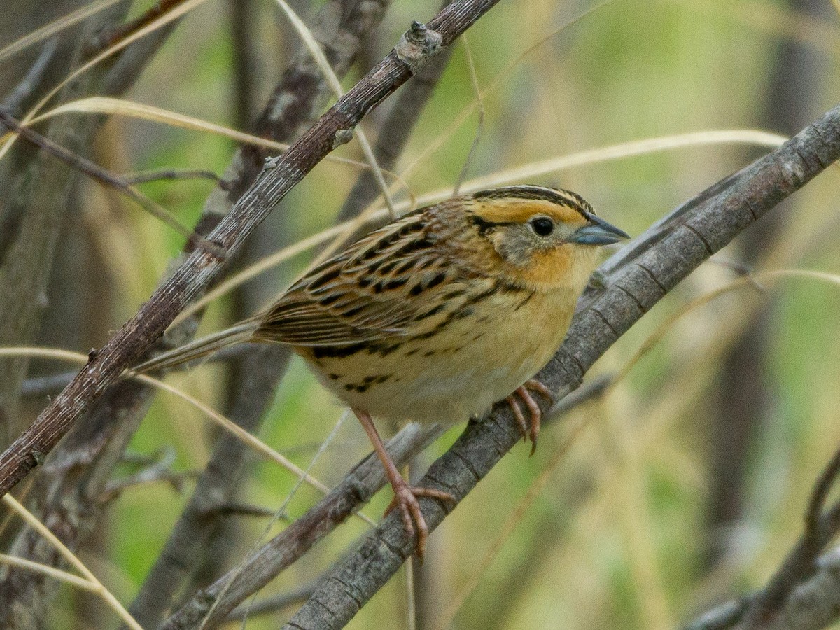 LeConte's Sparrow - ML619918253