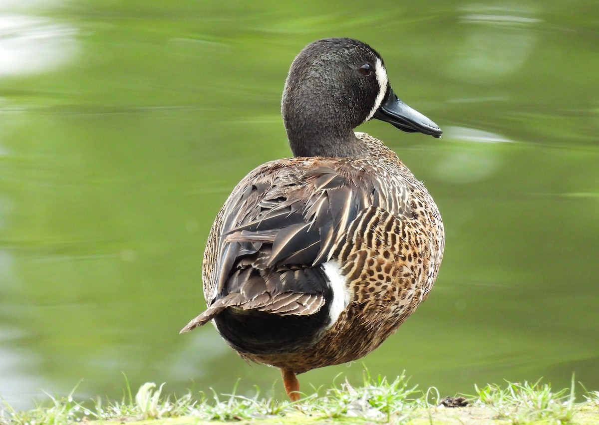 Blue-winged Teal - ML619918261