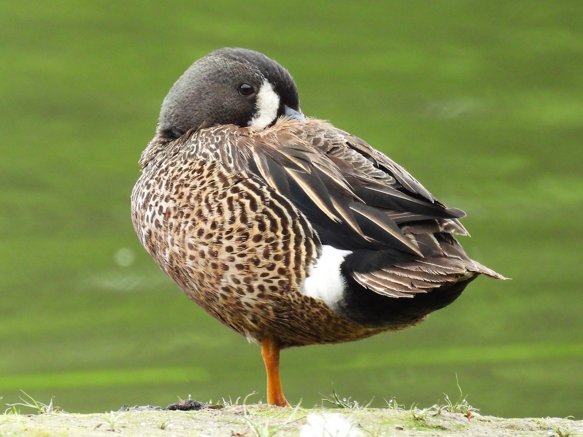 Blue-winged Teal - ML619918262