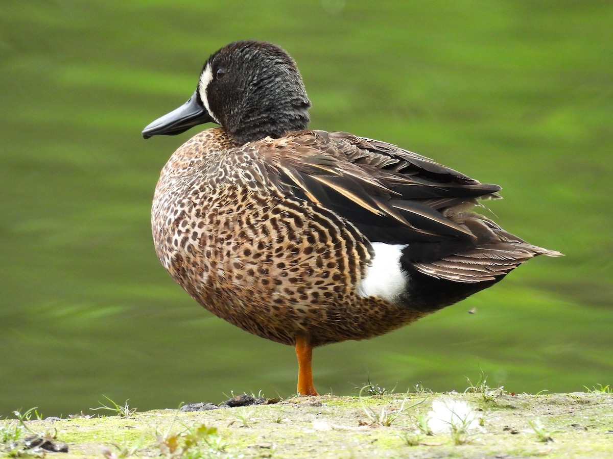 Blue-winged Teal - ML619918264