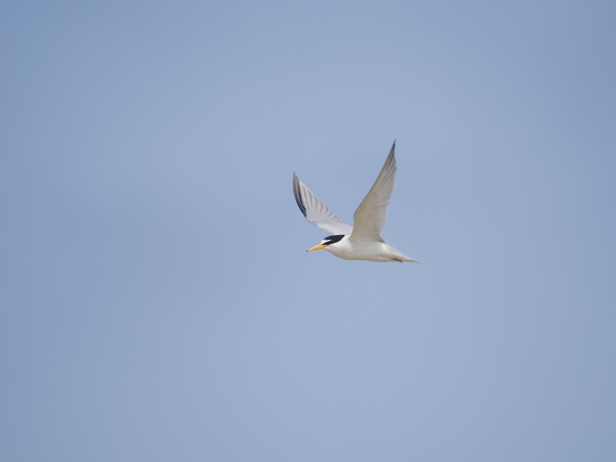 Least Tern - ML619918287