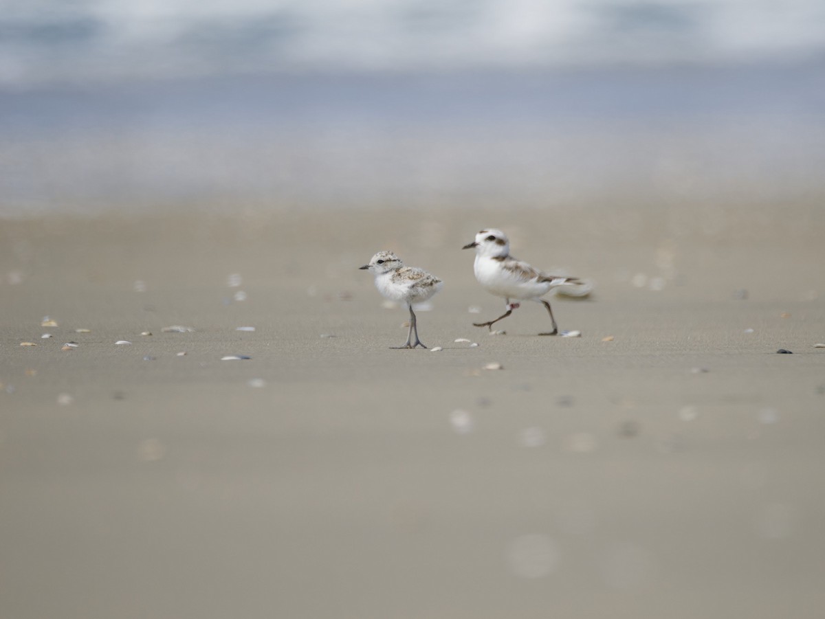 Snowy Plover - ML619918290