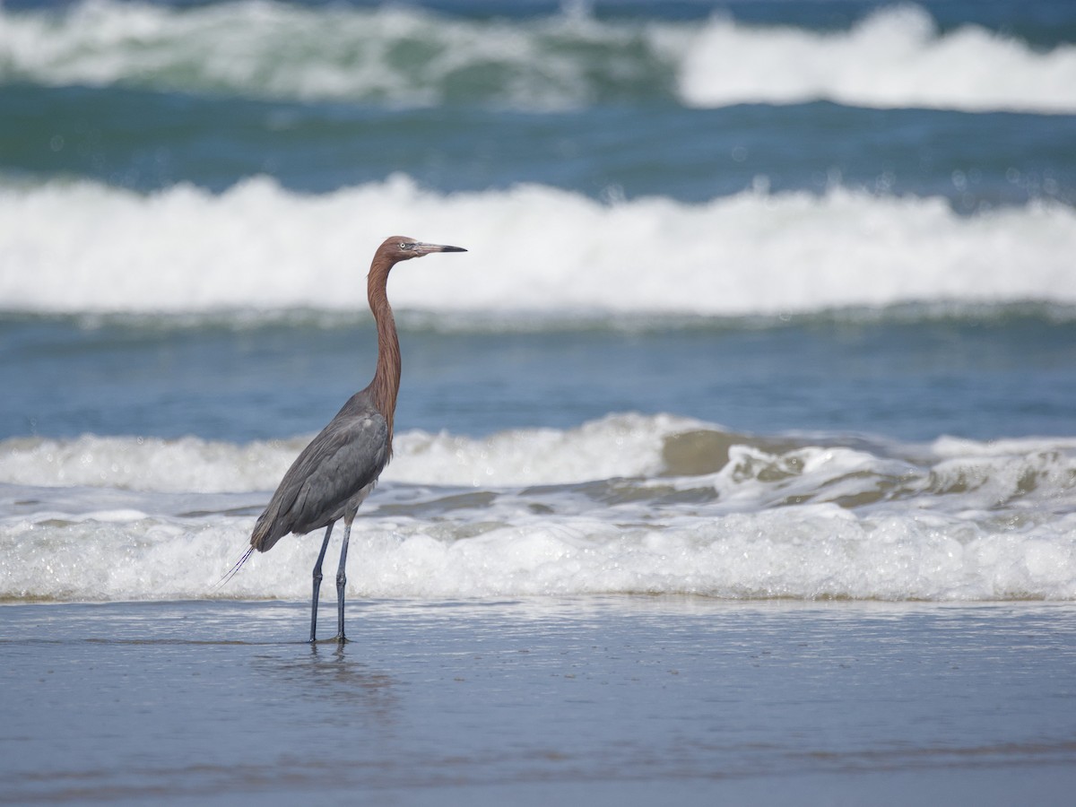 Reddish Egret - ML619918292