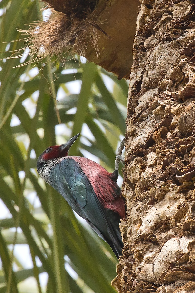 Lewis's Woodpecker - ML619918299