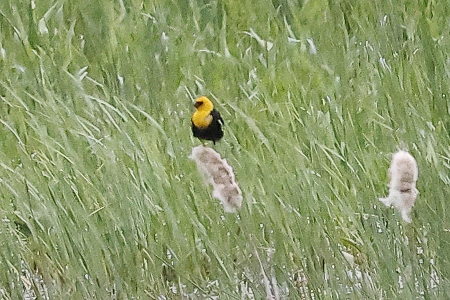 Yellow-headed Blackbird - ML619918330