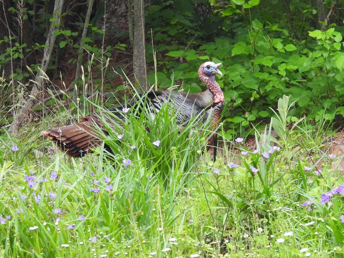 Wild Turkey - ML619918336