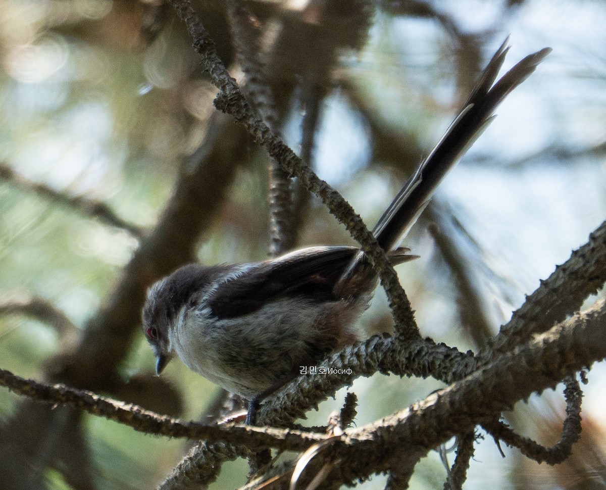 Long-tailed Tit - ML619918350