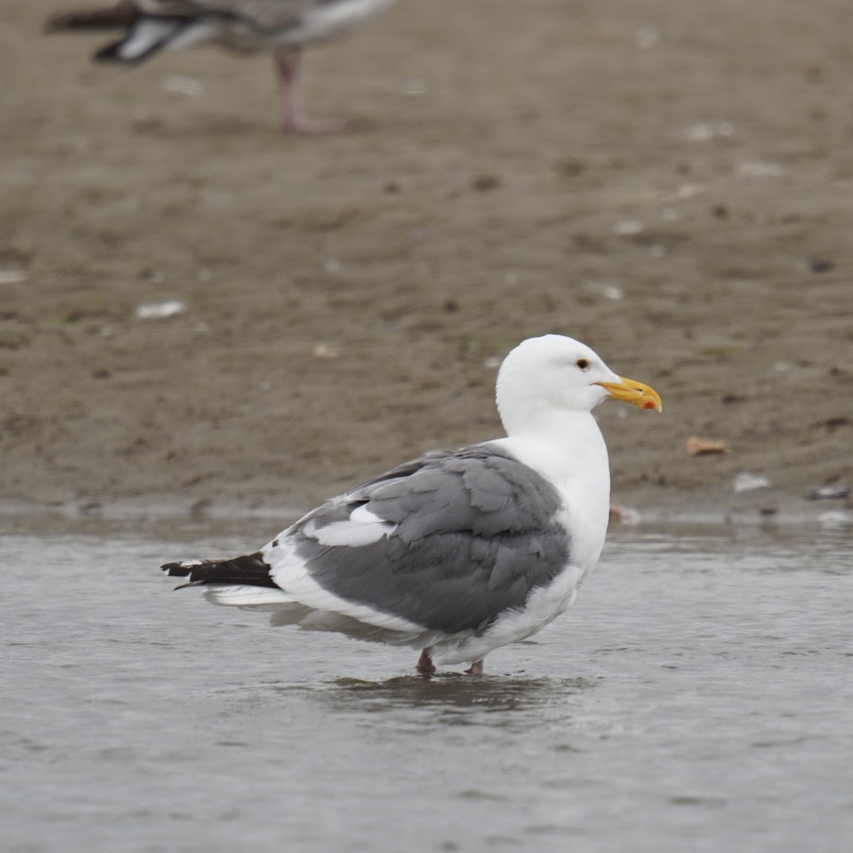 Western Gull - ML619918351